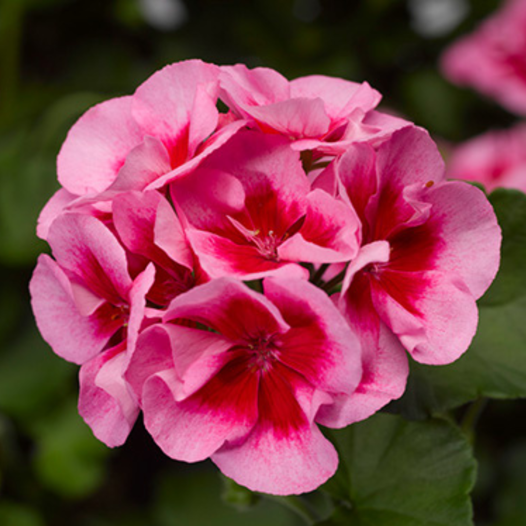 Pelargonium 'Pelgardini Lotusland' from Cedar Nursery, Cobham