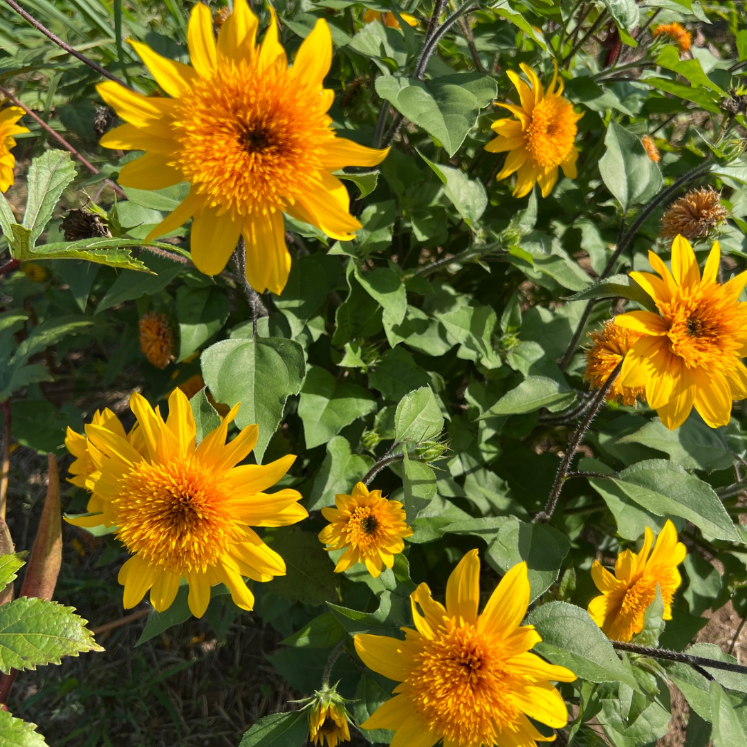 Helianthus annuus 'Sunfinity Double Yellow' from Cedar Nursery, Cobham