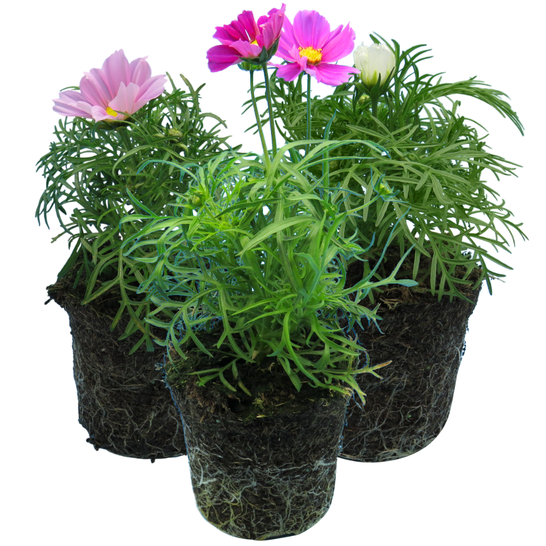 Set of Cosmos bipinnatus 'Apollo Carmine', 'Apollo White' and 'Apollo Pink'