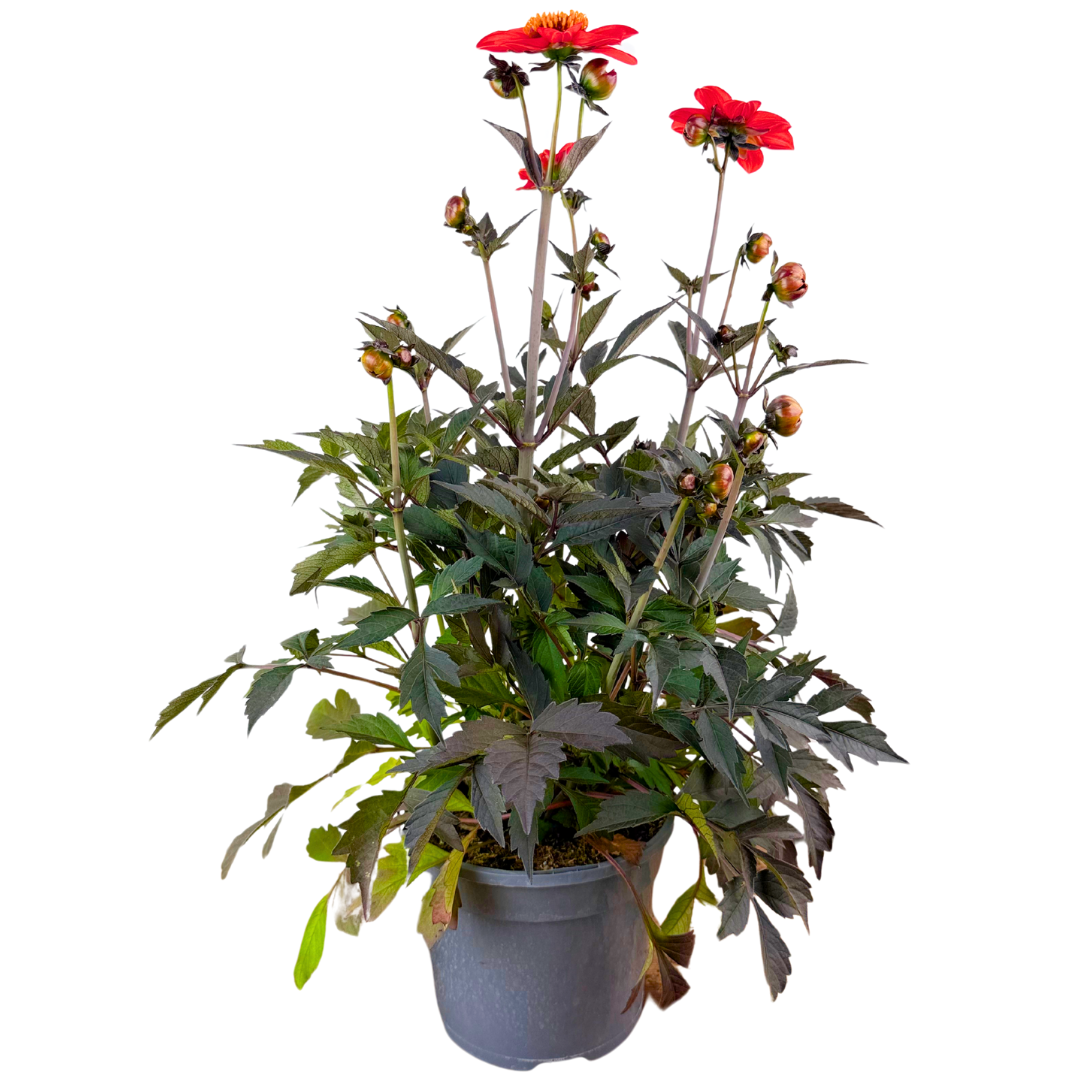 Dahlia 'Dahelgria Orange' from Cedar Nursery, Cobham