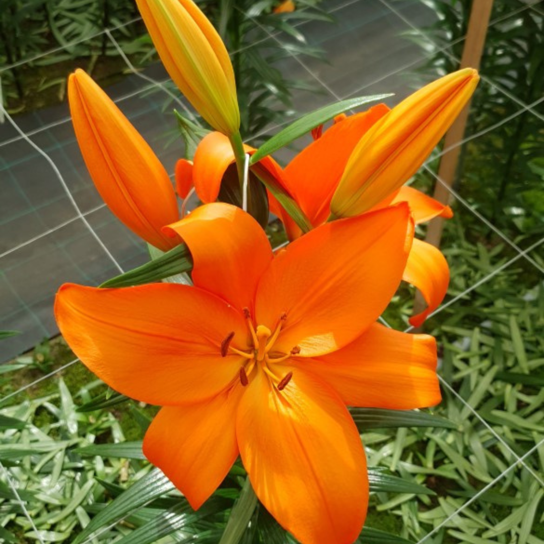 Lilium (Asiatic Group) Orange from Cedar Nursery, Cobham