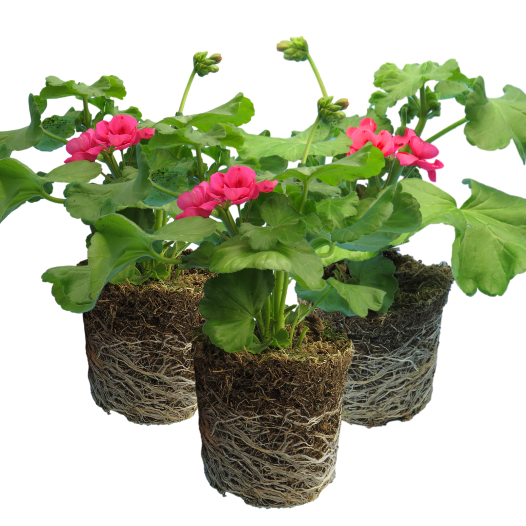 Pelargonium 'Pelgardini Lotusland' from Cedar Nursery, Cobham