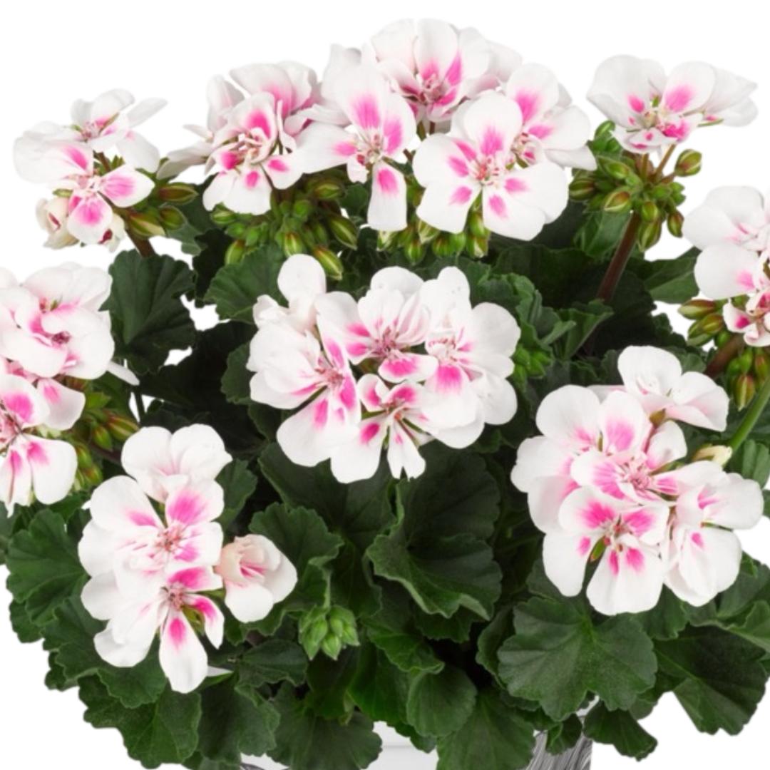 Pelargonium 'Toscana Dolce Vita Stella' from Cedar Nursery, Cobham