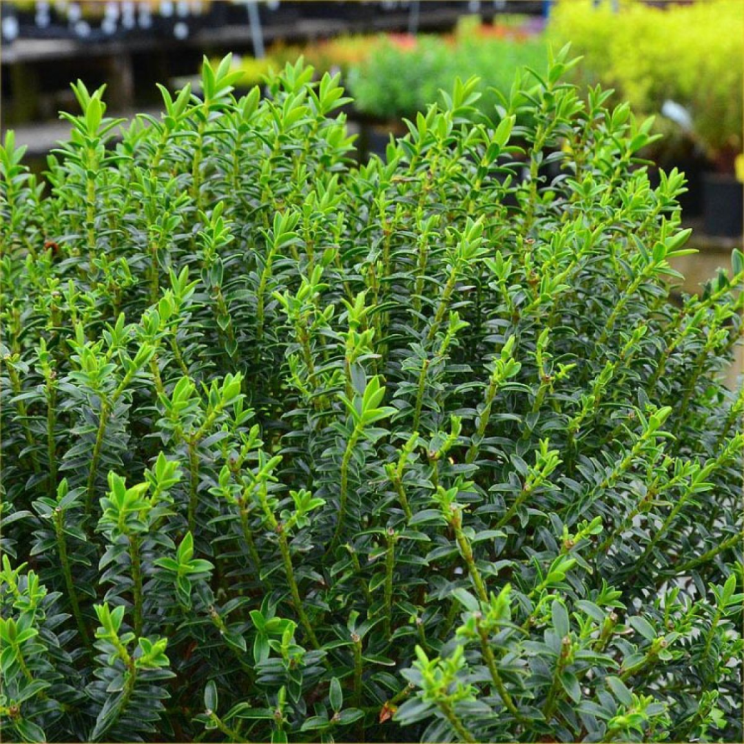 Hebe 'New Zealand Gold' from Cedar Nursery, Cobham