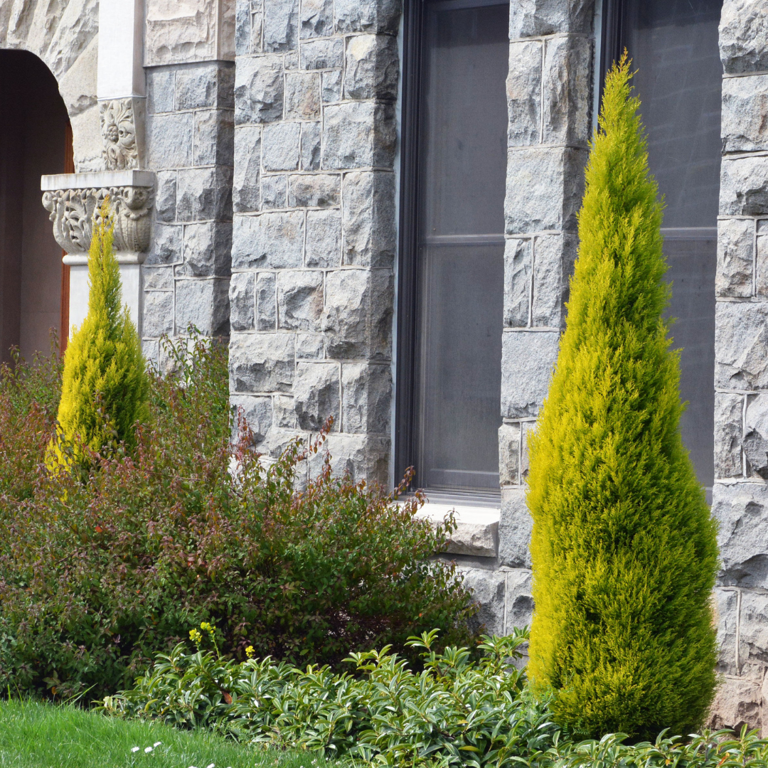 Cupressus macrocarpa 'Wilma'