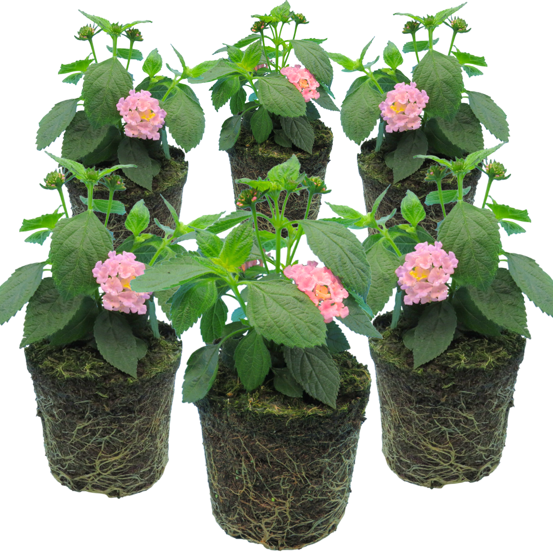 Lantana camara 'Evita Pink' from Cedar Nursery, Cobham