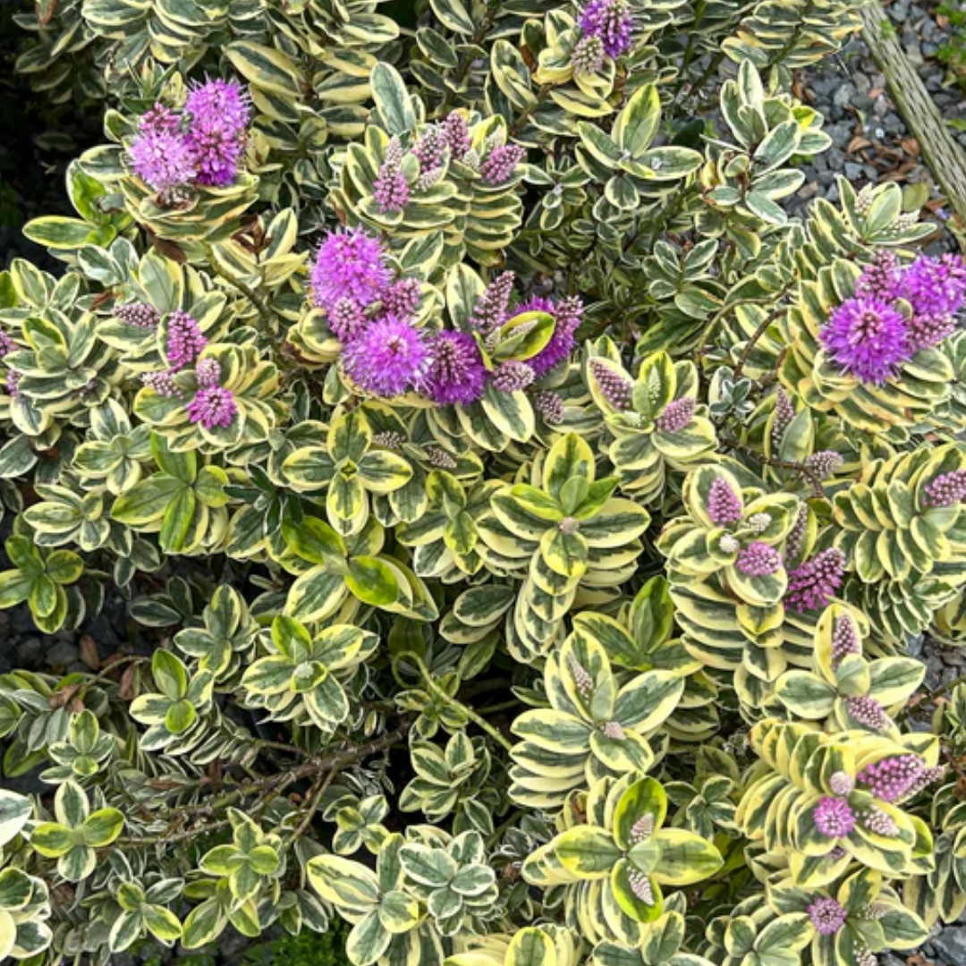 Hebe 'Variegata' from Cedar Nursery, Cobham
