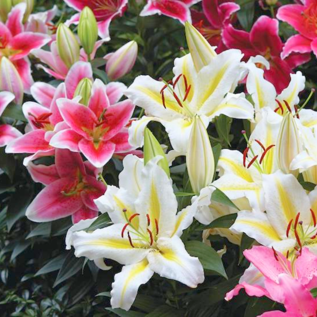 Set of Lilium Oriental 'Romance' Series (Gentle, Golden, Rich) from Cedar Nursery, Cobham