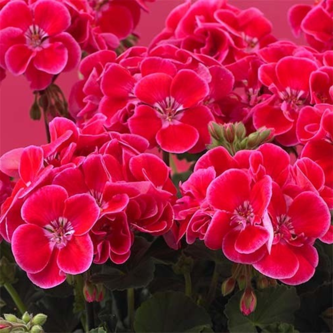 Pelargonium 'Toscana Dolce Vita Anne' from Cedar Nursery, Cobham