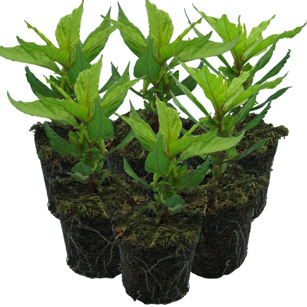 Celosia argentea 'First Flame Yellow' from Cedar Nursery, Cobham