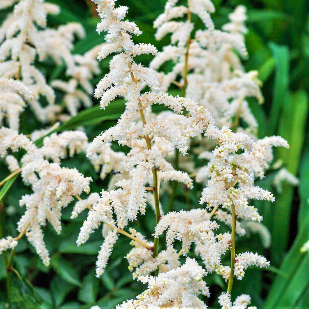 Astilbe 'White' from Cedar Nursery, Cobham