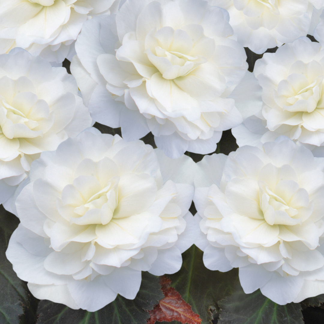 Begonia 'Mocca White' from Cedar Nursery, Cobham