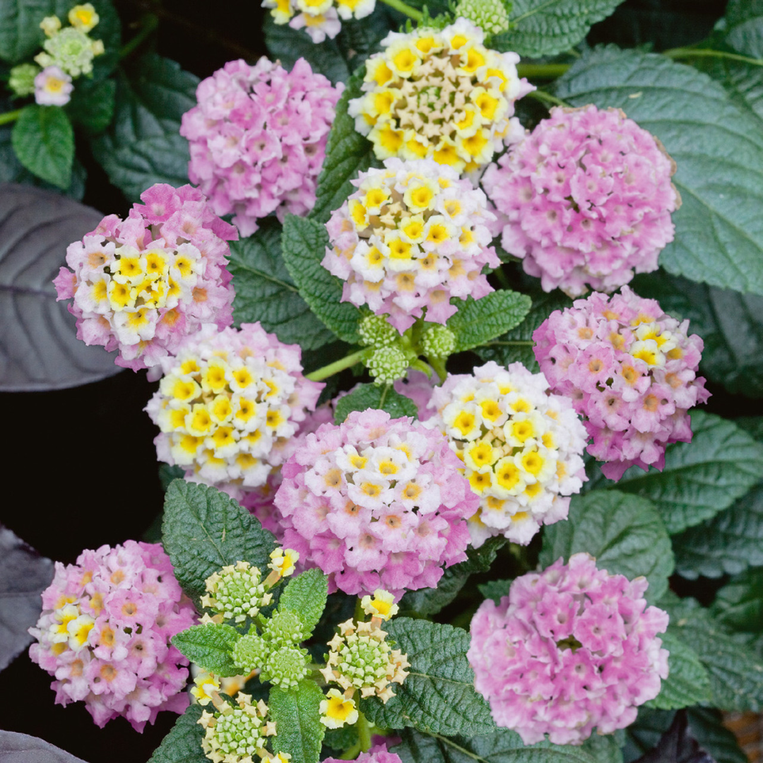 Lantana camara 'Evita Pink' from Cedar Nursery, Cobham
