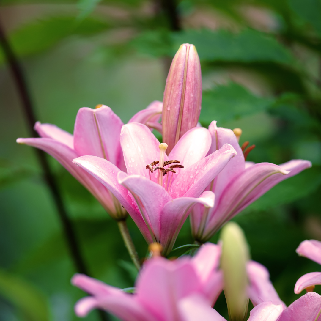 Lilium (Asiatic Group) Pink from Cedar Nursery, Cobham