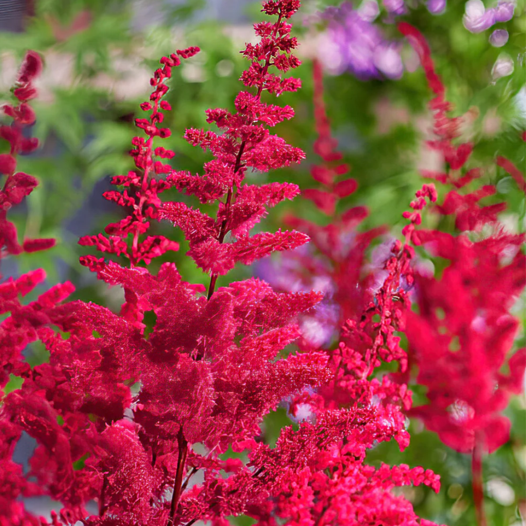 Astilbe 'Red' from Cedar Nursery, Cobham