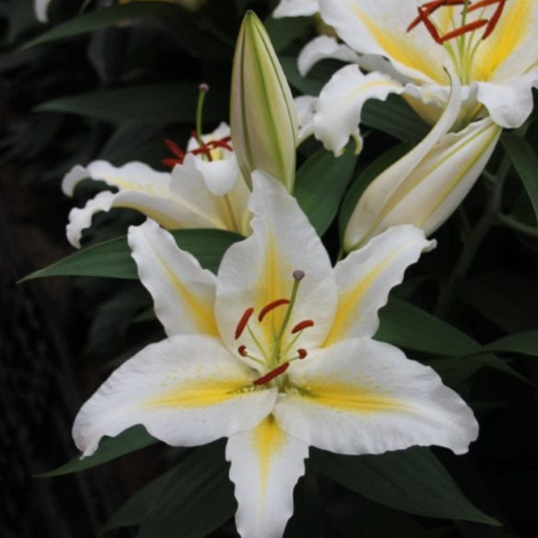 Lilium (Oriental Group) 'Golden Romance' from Cedar Nursery, Cobham