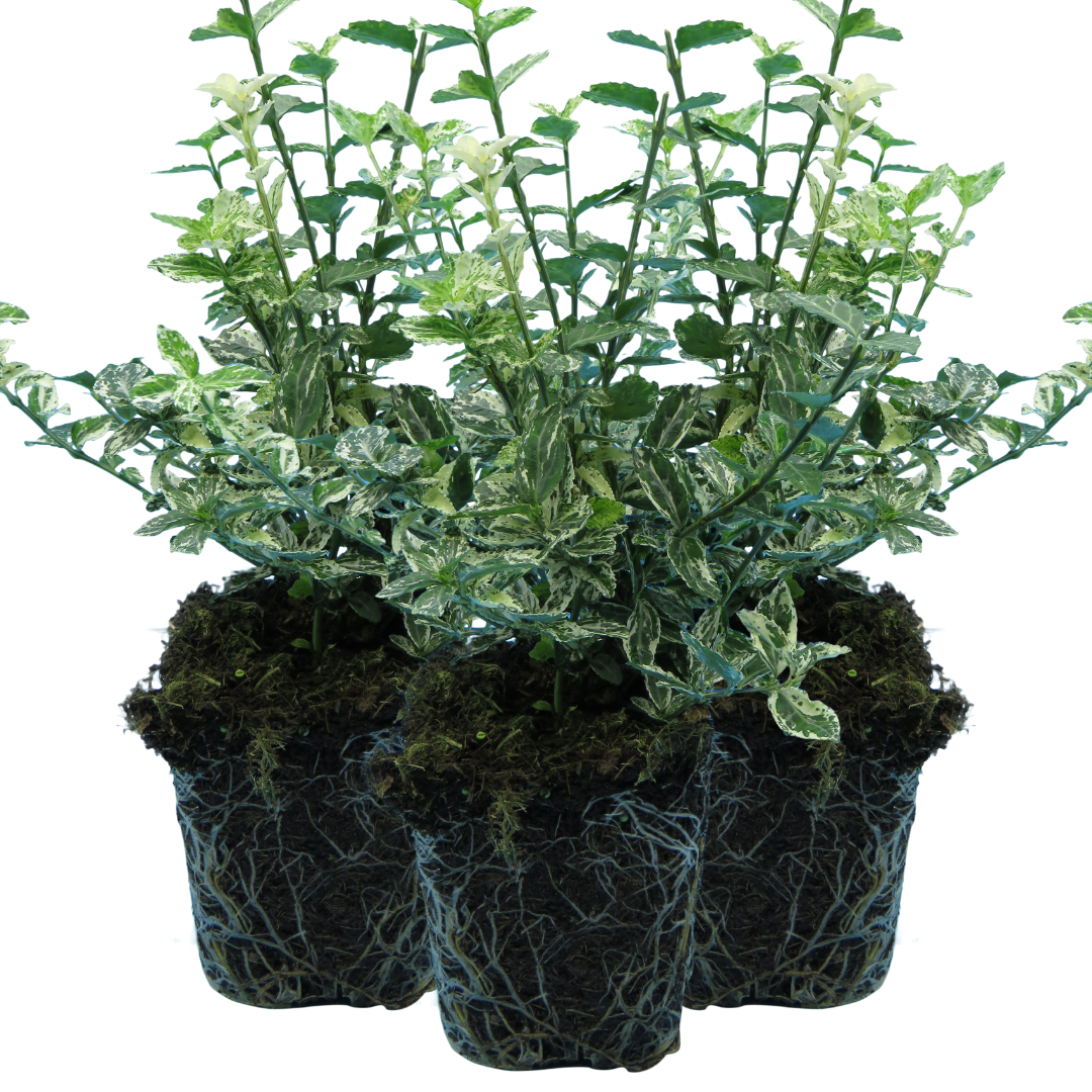 Euonymus fortunei 'Harlequin'