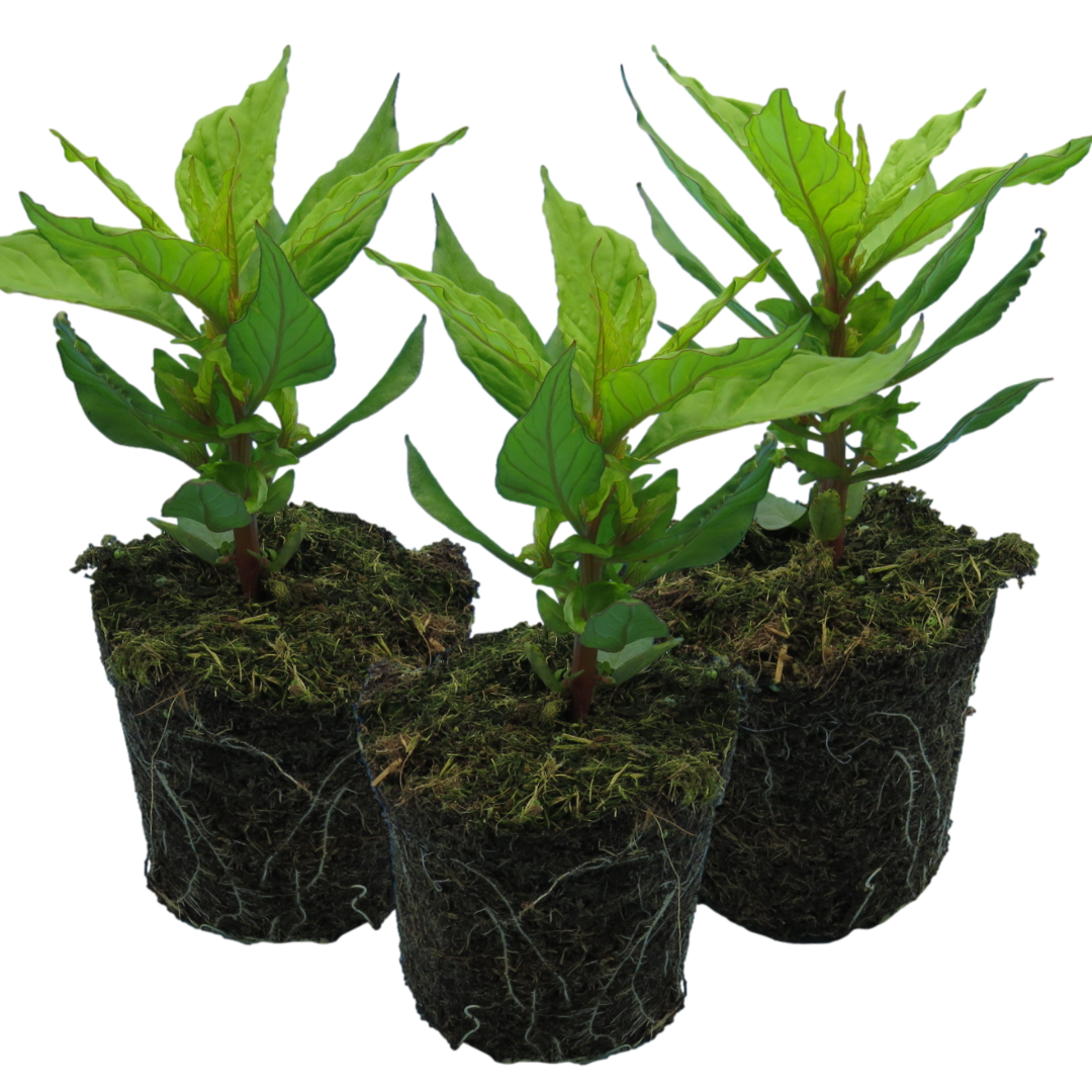 Set of Celosia argentea 'First Flame' (Yellow, Red, Purple) from Cedar Nursery, Cobham