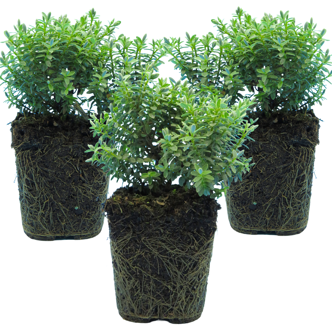 Hebe 'Sutherlandii' from Cedar Nursery, Cobham
