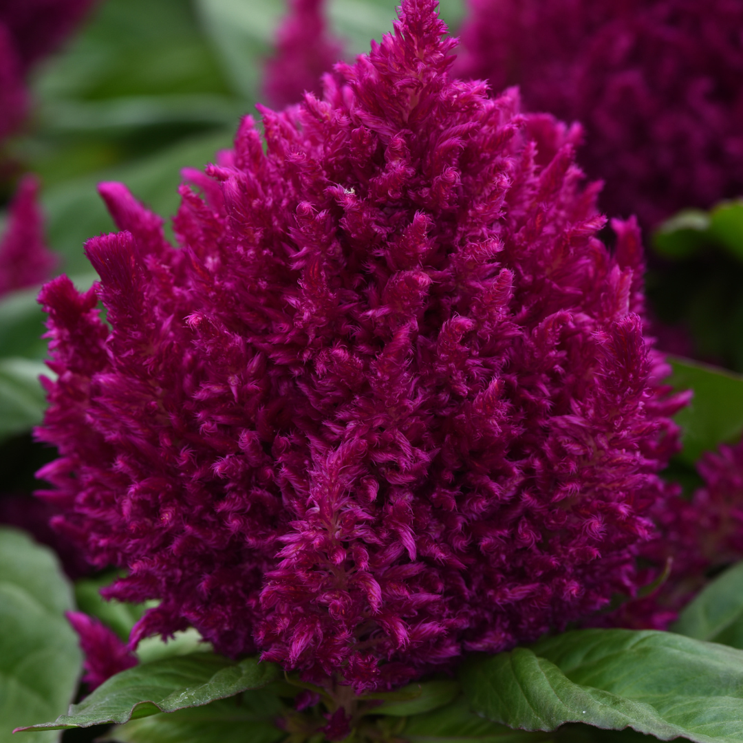 Celosia argentea 'First Flame Purple' from Cedar Nursery, Cobham