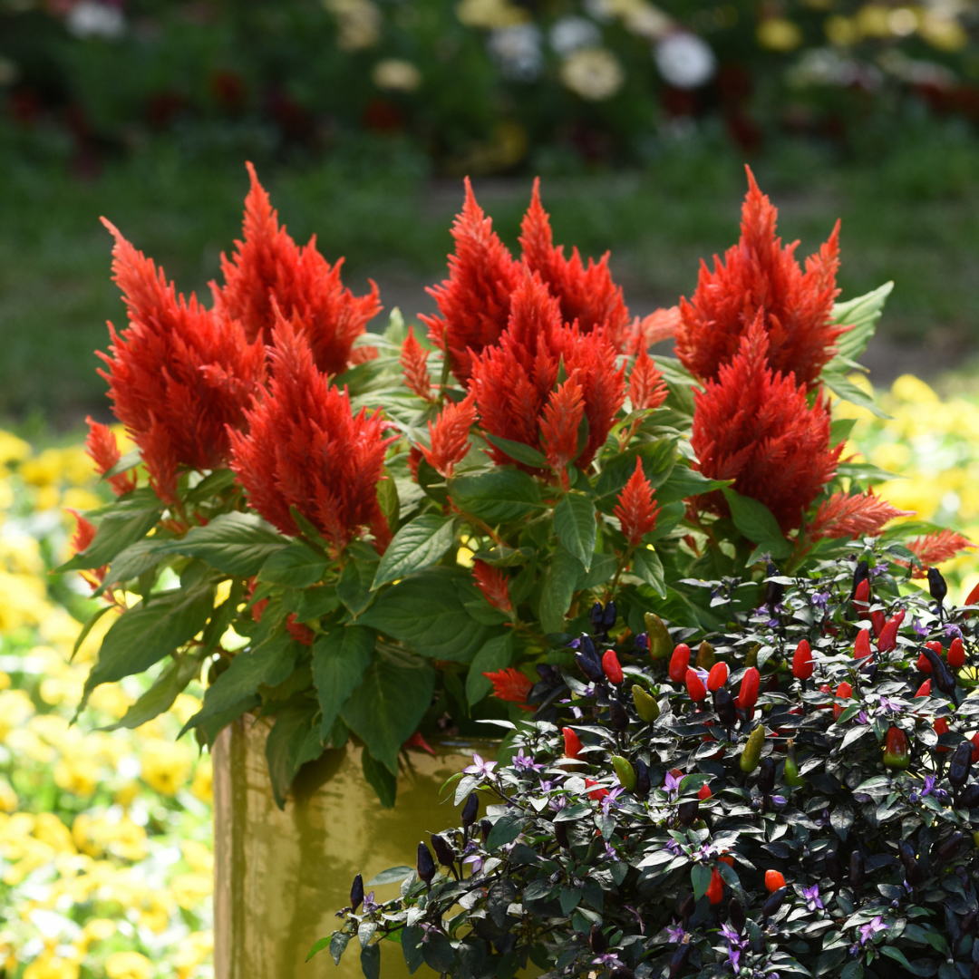 Celosia argentea 'First Flame Red' from Cedar Nursery, Cobham