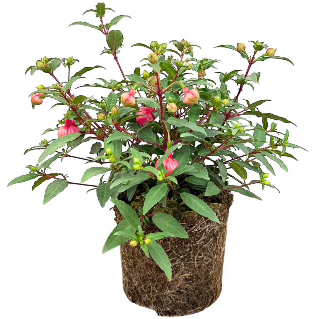 Fuchsia 'Paula Jane' from Cedar Nursery, Cobham