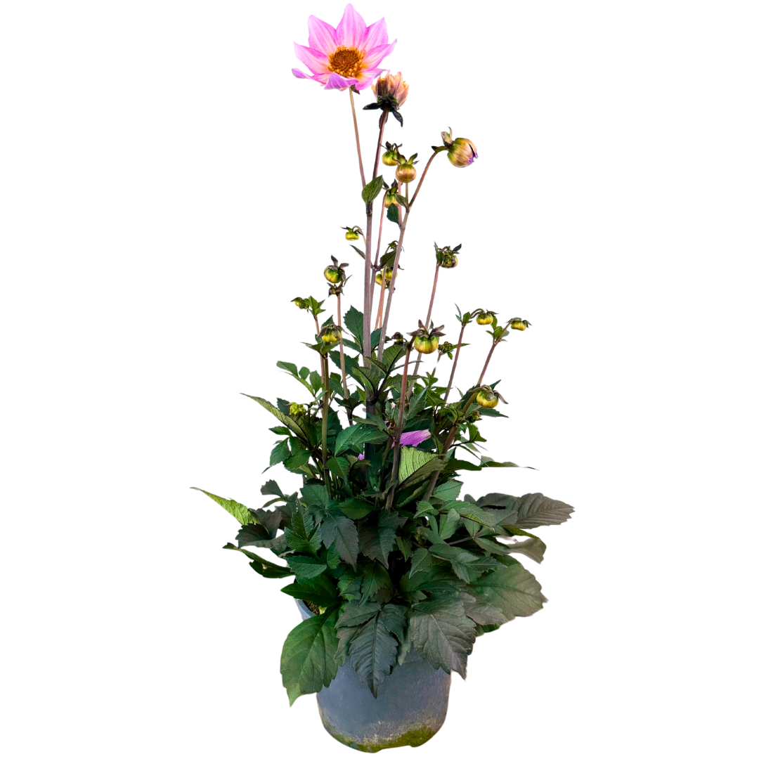 Dahlia 'Dahelgria Pink Flame' from Cedar Nursery, Cobham