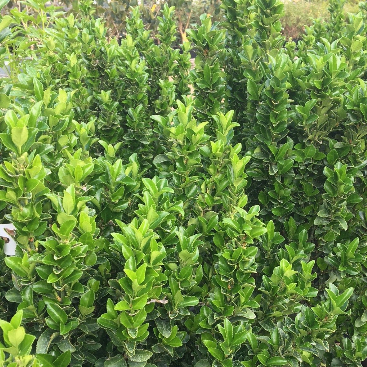 Euonymus japonicus 'Green Spire'