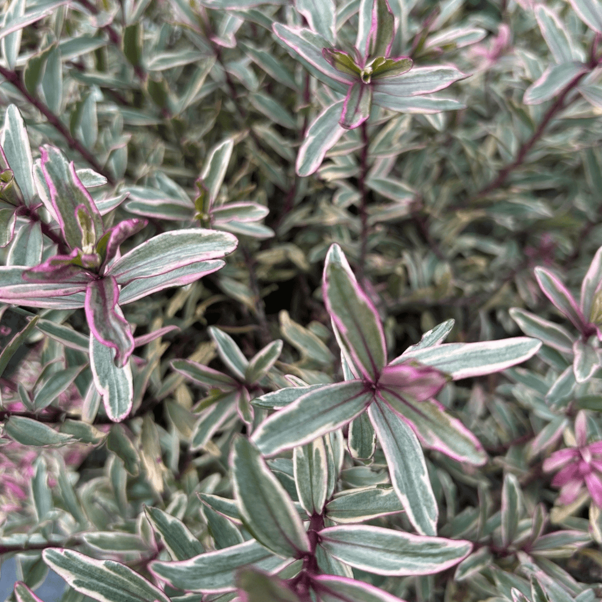 Hebe 'Blondie' (Magicolors Series) (v) - 2 litre - Cedar Nursery - Plants and Outdoor Living