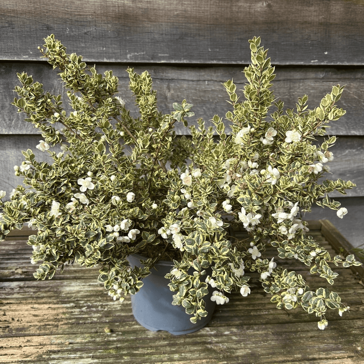 Myrtus communis 'Variegata' (v) - 3 litre - Cedar Nursery - Plants and Outdoor Living