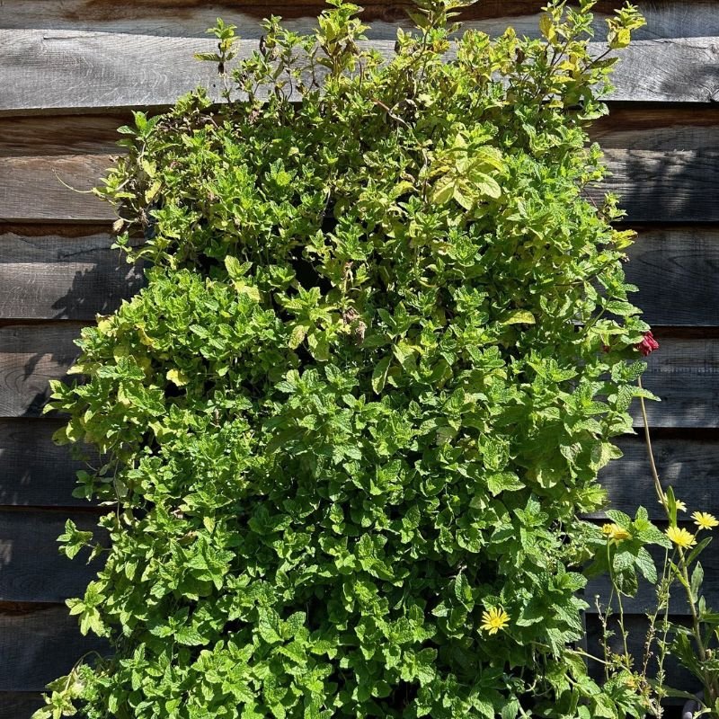 PlantBox Living Wall with herbs - Cedar Nursery - Plants and Outdoor Living