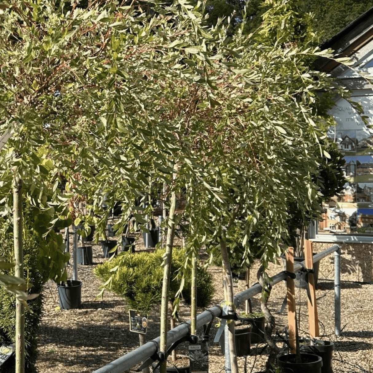 Salix integra 'Hakuro - nishiki' (Willow) - 3/4 Std Stem 150 12 litre - Cedar Nursery - Plants and Outdoor Living