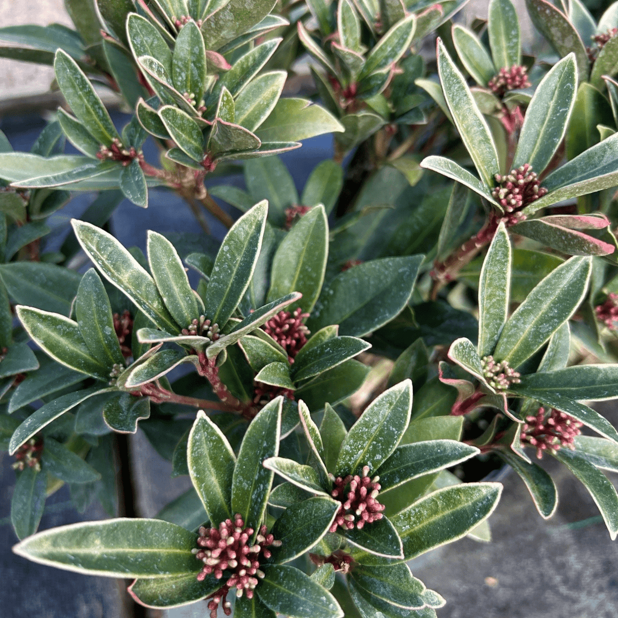 Skimmia japonica 'Olympic Flame' (f) - 2 litre - Cedar Nursery - Plants and Outdoor Living
