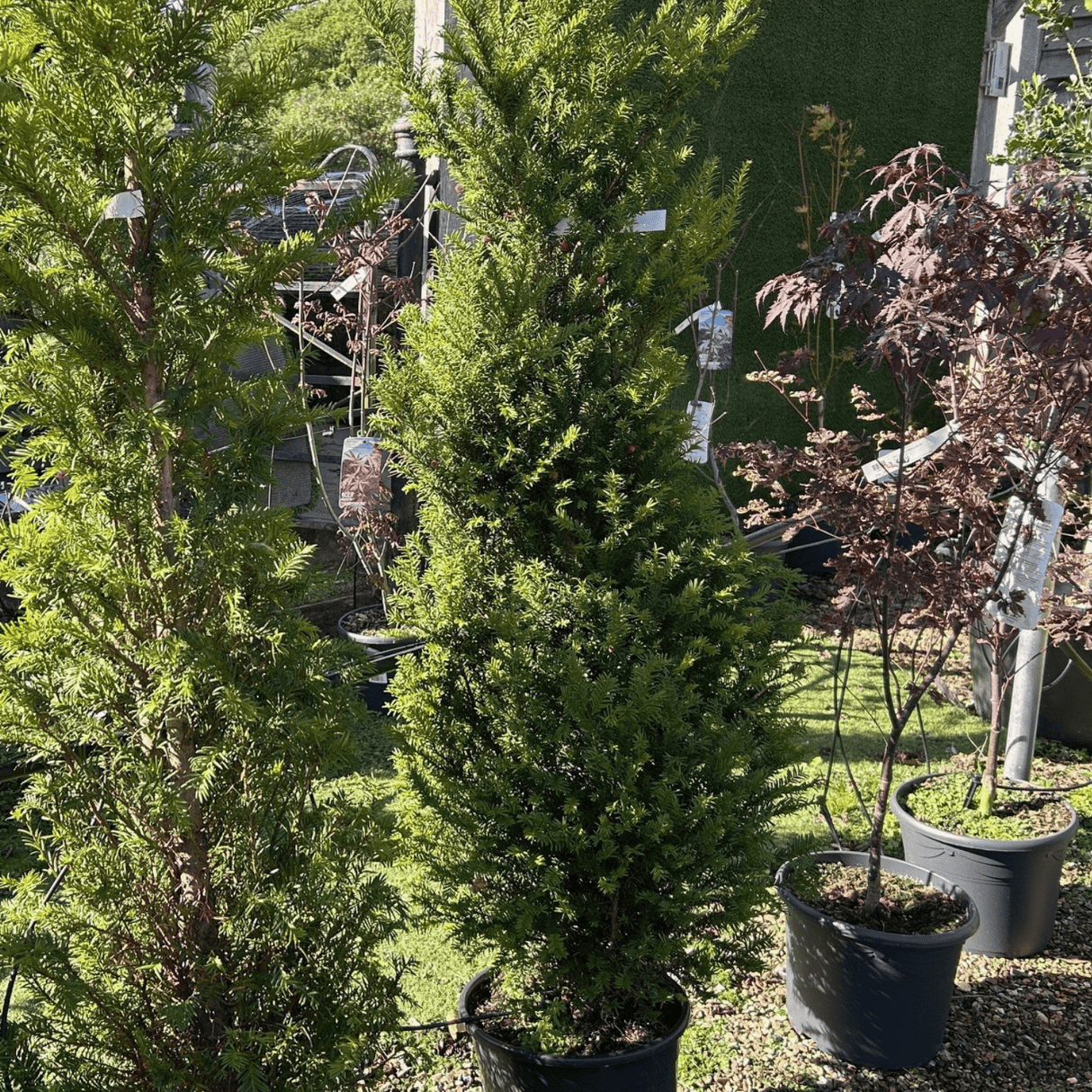 Taxus baccata (Yew) - Cedar Nursery - Plants and Outdoor Living