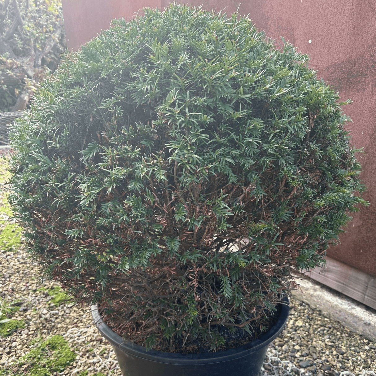 Taxus baccata (Yew) - Cedar Nursery - Plants and Outdoor Living