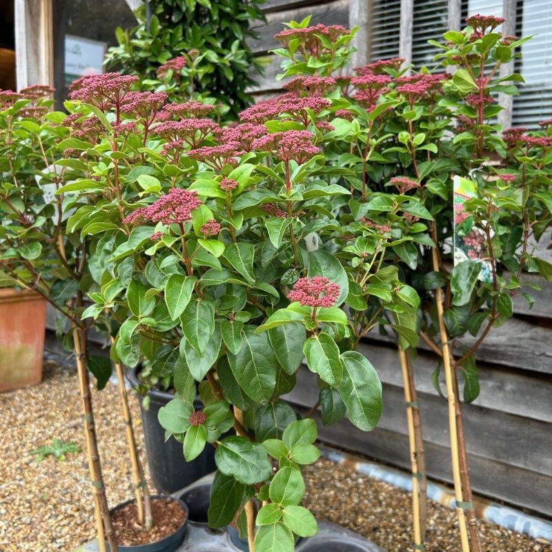 Viburnum tinus 'Lisarose' - 4 litre - Cedar Nursery - Plants and Outdoor Living