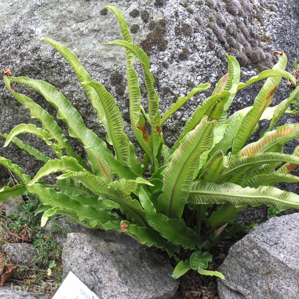 Harts Tongue Fern - buy direct from Cedar Garden Nursery, Surrey