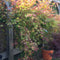 Acer palmatum Dissectum Viride Group - 35 litre 125-150 cm - Cedar Nursery - Plants and Outdoor Living