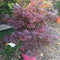 Acer palmatum 'Skeeter's Broom' - 15 litre - Cedar Nursery - Plants and Outdoor Living