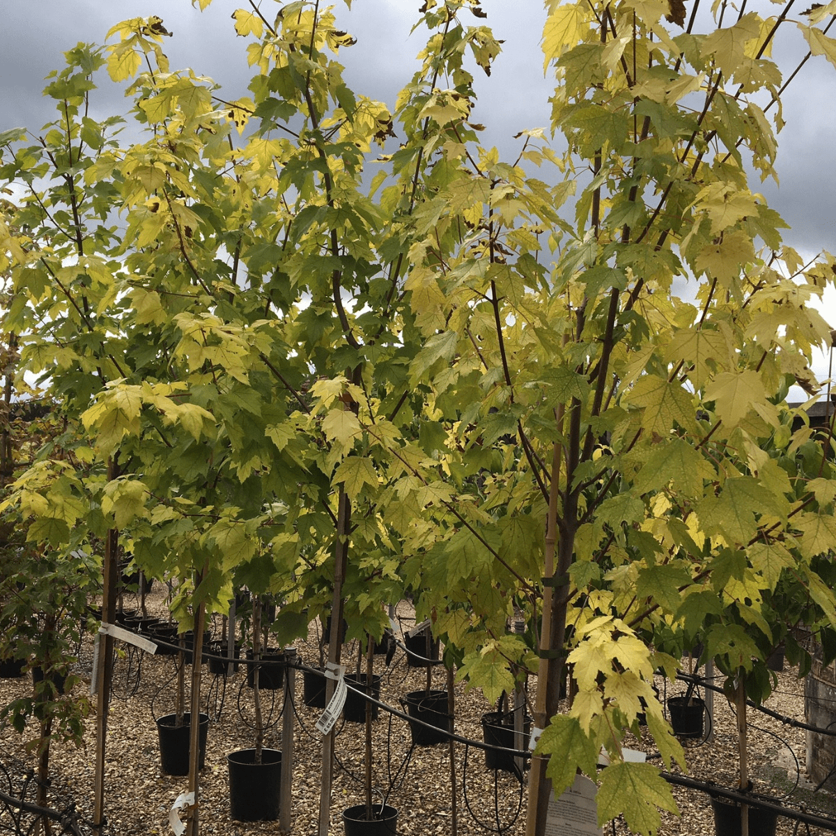 Acer rubrum 'Sun Valley' - 12 litre - Cedar Nursery - Plants and Outdoor Living