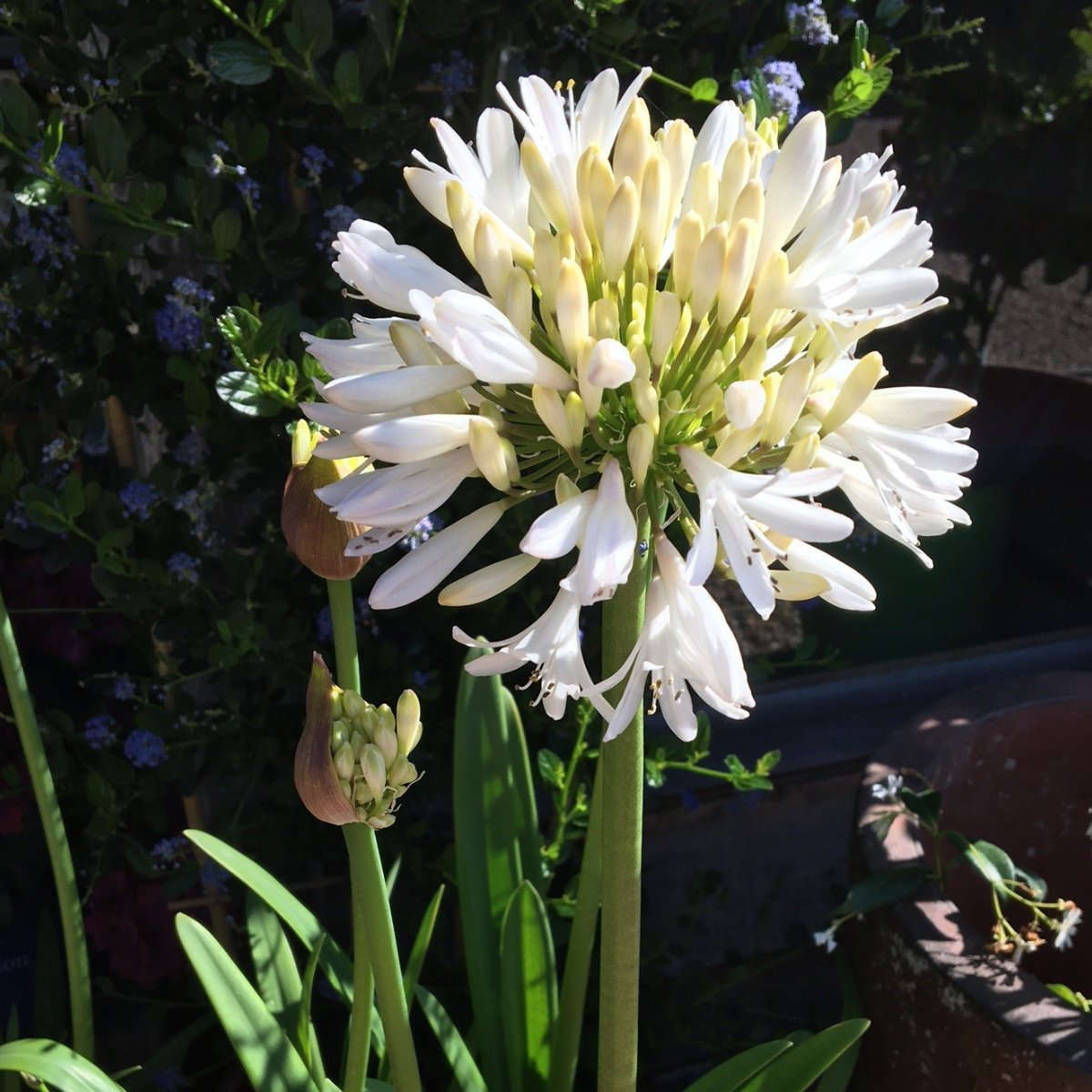 Agapanthus 'Stephanie's Beauty' - 7.5 litre - Cedar Nursery - Plants and Outdoor Living