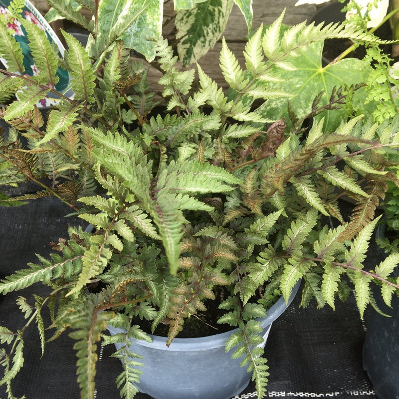 Athyrium niponicum var. pictum (D) - 2 L (Japanese painted fern) - Cedar Nursery - Plants and Outdoor Living