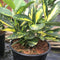 Aucuba japonica 'Picturata' (v) - 2.5 litre - Cedar Nursery - Plants and Outdoor Living