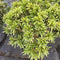 Azalea 'Starstyle White' (EA) - 3 litre - Cedar Nursery - Plants and Outdoor Living