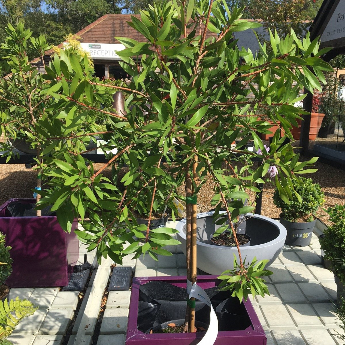 Callistemon citrinus 'Splendens' - 5 litre 1/4 Std - Cedar Nursery - Plants and Outdoor Living
