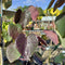Cercis 'Merlot' - 18 litre - Cedar Nursery - Plants and Outdoor Living