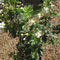 Choisya × dewitteana Greenfingers ='Lissfing' - 7.5 litre - Cedar Nursery - Plants and Outdoor Living