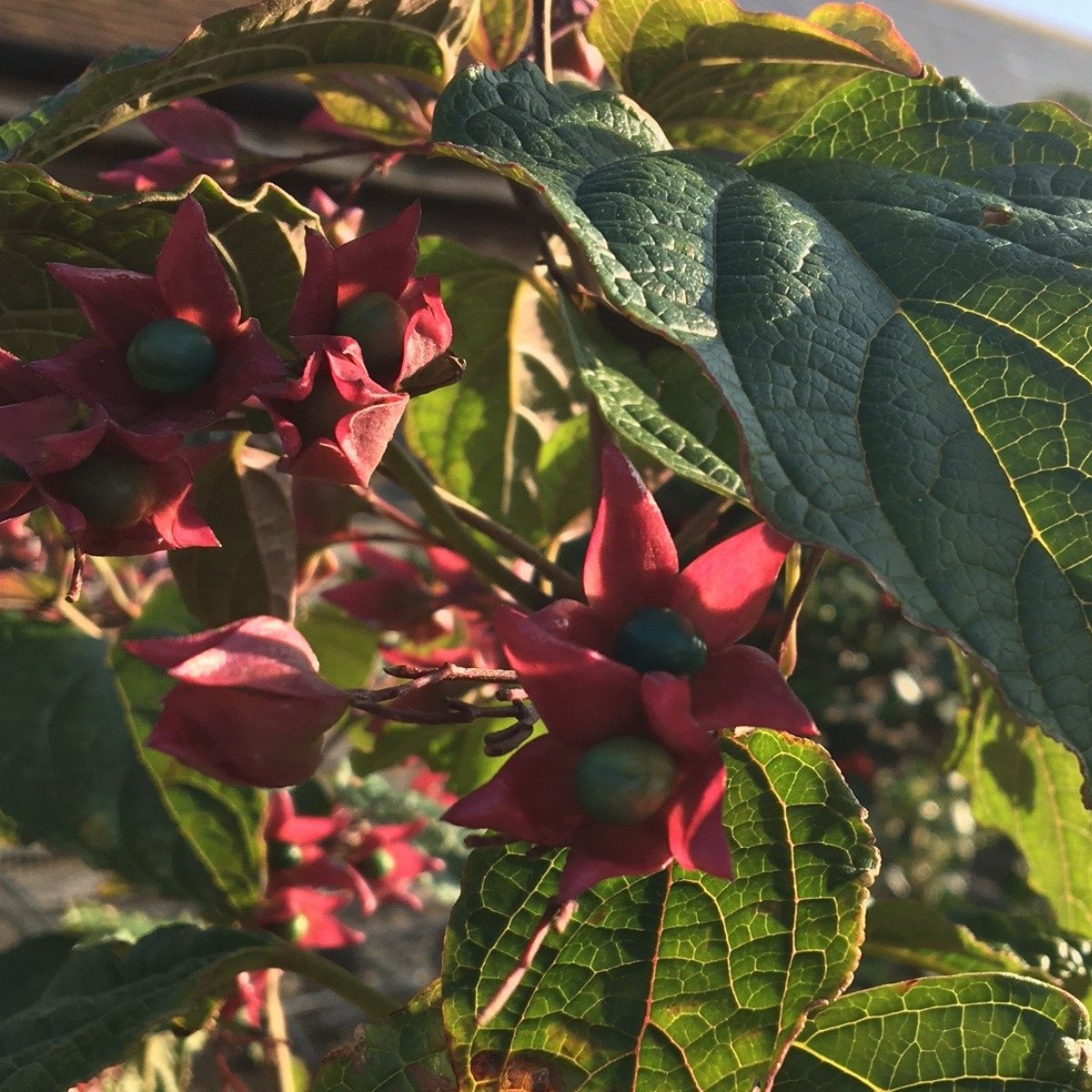 Clerodendrum trichotomum var. fargesii - 10 litre - Cedar Nursery - Plants and Outdoor Living