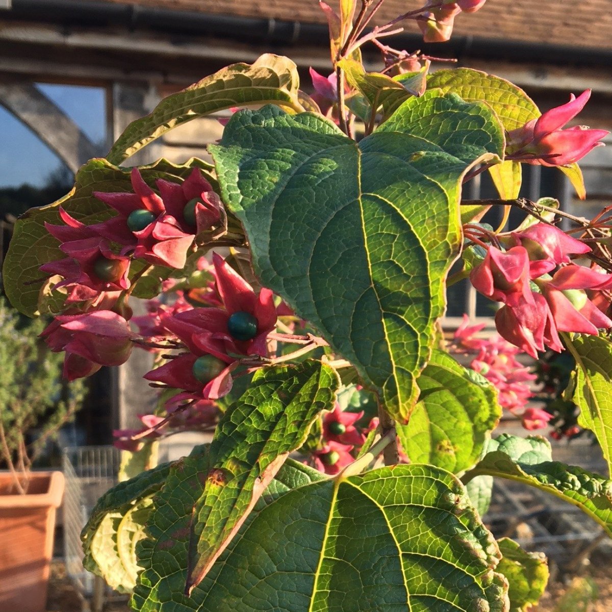 Clerodendrum trichotomum var. fargesii - 10 litre - Cedar Nursery - Plants and Outdoor Living