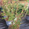 Enkianthus campanulatus Prettycoat ='JWW10' - 4 litre - Cedar Nursery - Plants and Outdoor Living